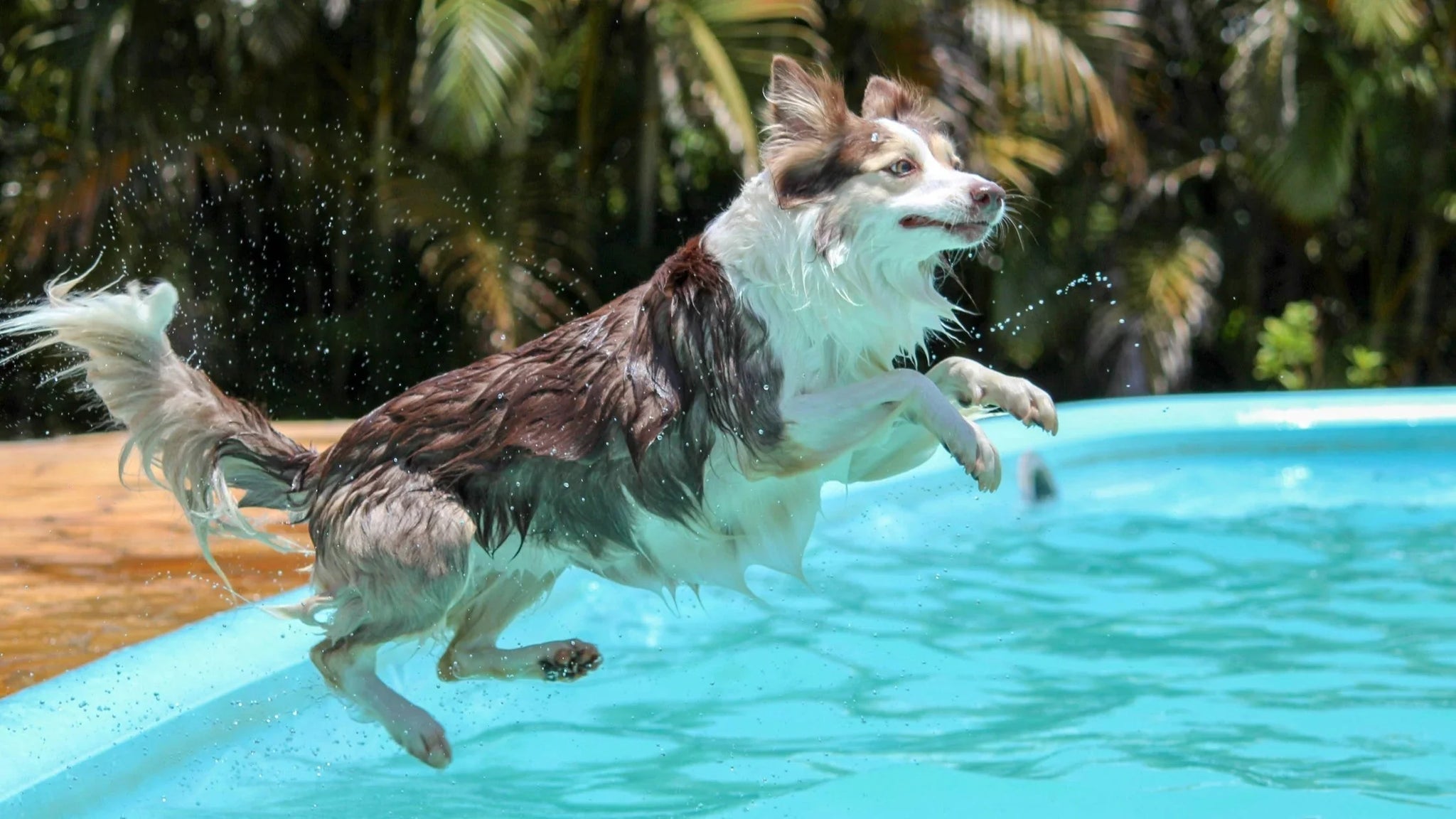 How to Keep Dog Hair Out of Your Pool: 8 Expert Tips for a Clean Swim